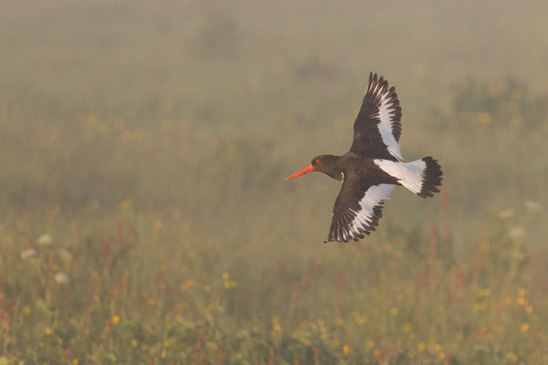 Austernfischer (Haematopus ostralegus)  