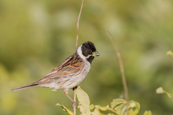 Rohrammer (Emberiza schoeniclus), Männchen