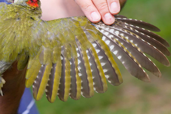 Grünspecht (Picus viridis), Handschwinge