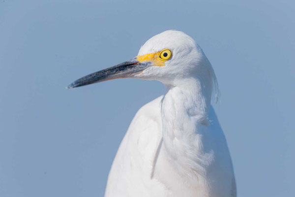 Portrait eines Schmuckreiher (Egretta thula) 
