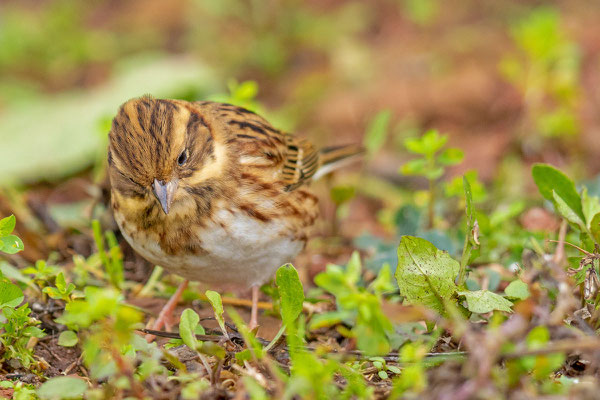 Waldammer (Emberiza rustica)