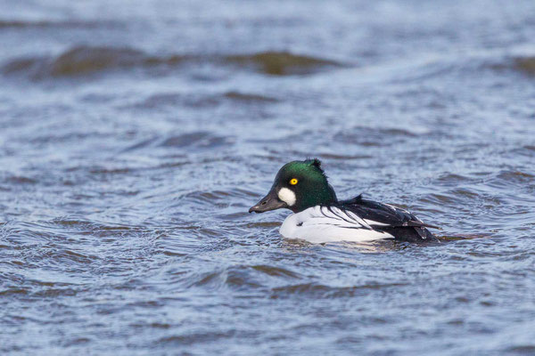 Schellente (Bucephala clangu), Männchen