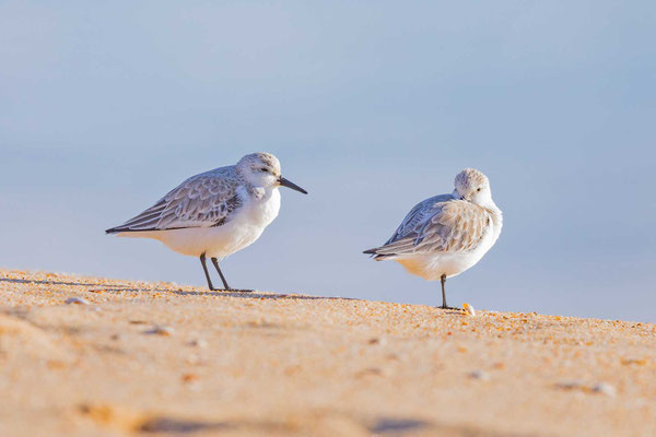 Sanderling (Calidris alba) im Schlichtkleid