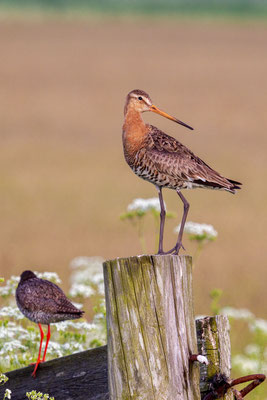 Balzende Uferschnepfe (Limosa limosa) auf der niederländischen Insel Texel.