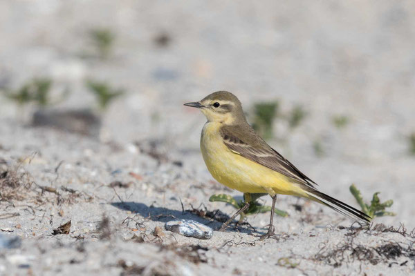 Wiesenschafstelze (Motacilla flava flava), Weibchen