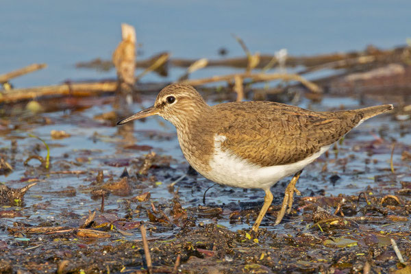 Flussuferläufer (Actitis hypoleucos) läuft über angeschwemmte Äste.