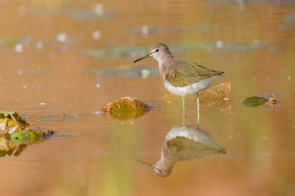 Waldwasserläufer (Tringa ochropus)