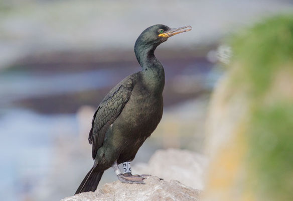 Krähenscharbe (Phalacrocorax aristotelis)