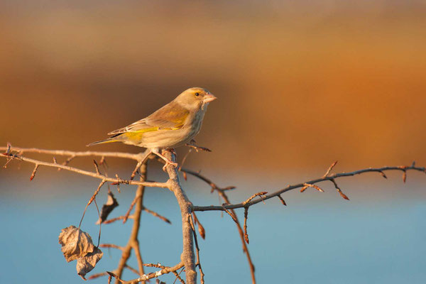 Grünfink (Chloris chloris)