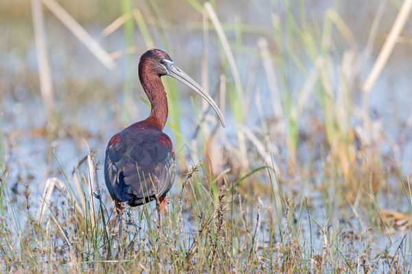 Sichler (Plegadis falcinellus) im Prachtkleid