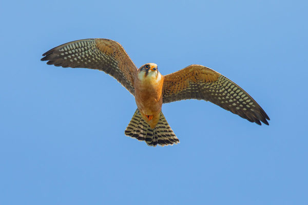 Weiblicher Rotfußfalke (Falco vespertinus) Flugbild