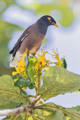 Hirtenmaina (Acridotheres tristis) in einem Baum (Cairns August).
