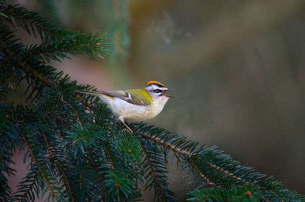 Sommergoldhähnchen (Regulus ignicapilla), Foto: Viola Wege