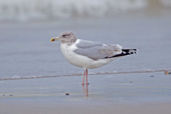 Silbermöwe (Larus argentatus) im vierten Winter 