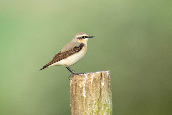 Steinschmätzer (Oenanthe oenanthe), vorjähriges Männchen (Mai) 