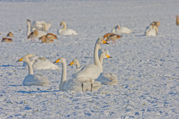 Singschwan (Cygnus cygnus) mit Farbring