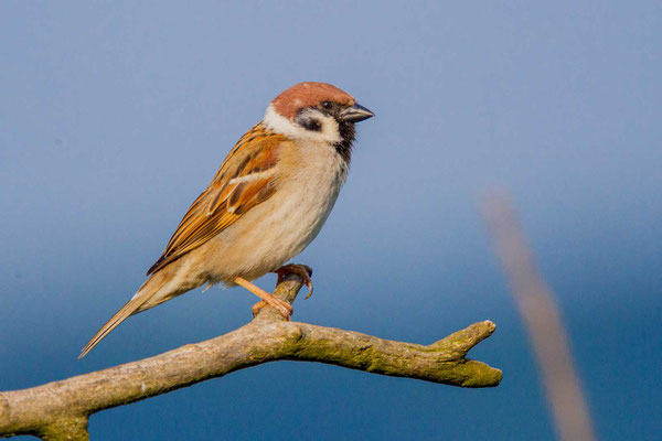 Feldsperling (Passer montanus)