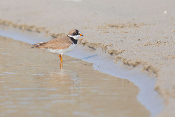 Amerikanischer Sandregenpfeifer (Charadrius semipalmatus)