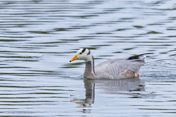 Streifengans (Anser indicus)