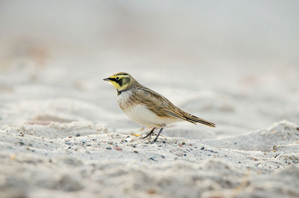 Ohrenlerche (Eremophila alpestris), Foto: Viola Wege