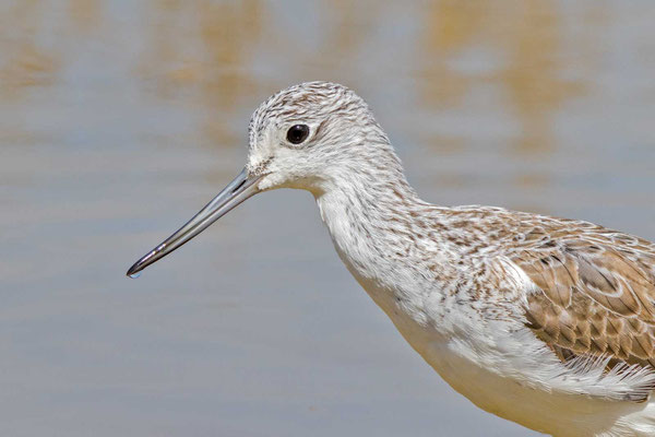 Grünschenkel (Tringa nebularia)