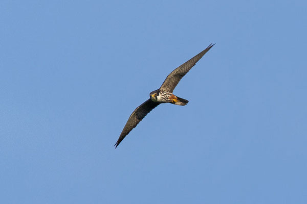 Baumfalke (Falco subbuteo)