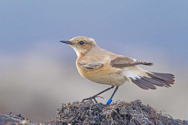 Wüstensteinschmätzer (Oenanthe deserti); Weibchen K1; Helgoland (Oktober2014).