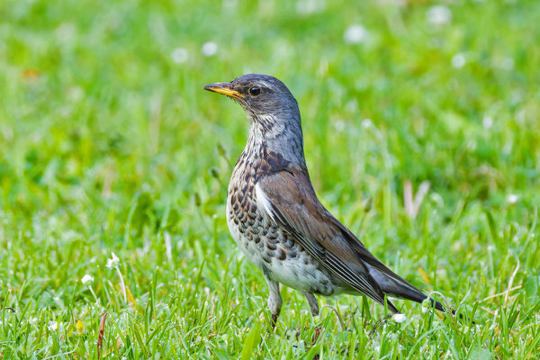 Wacholderdrossel (Turdus pilaris) steht auf einer Rasenfläche. 