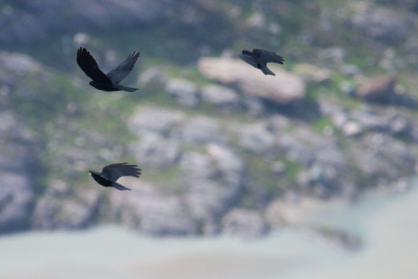 Drei Alpendohle (Pyrrhocorax graculus) im Flug.