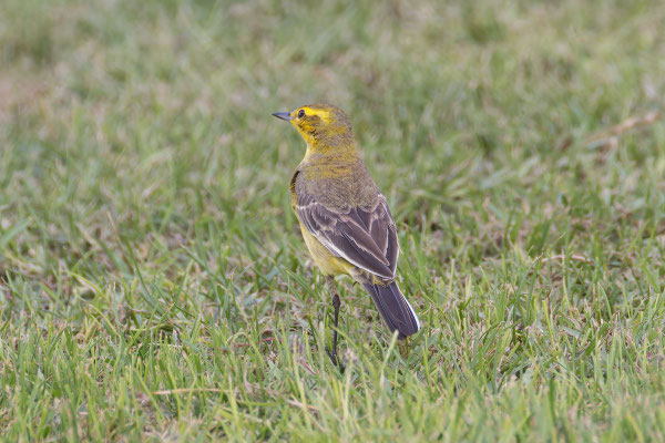 Wolgaschafstelze (Motacilla flava lutea); Oman, Januar 2026.