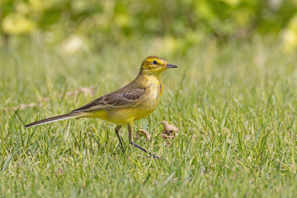 Wolgaschafstelze (Motacilla flava lutea); Oman, Januar 2026.