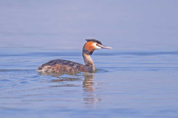 Haubentaucher (Podiceps cristatus) im Prachtkleid