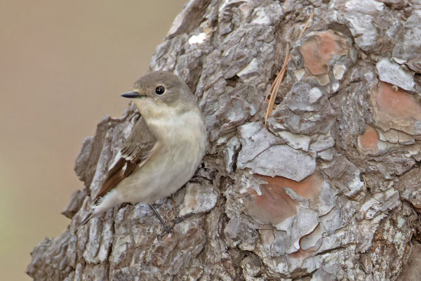 weiblicher Trauerschnäpper (Ficedula hypoleuca), sitz an einem Stamm