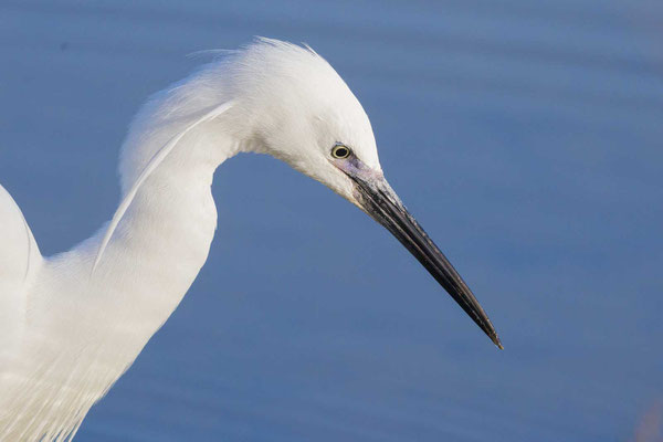 Portrait eines Seidenreihers (Egretta garzetta)