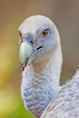 Gänsegeier (Gyps fulvus)