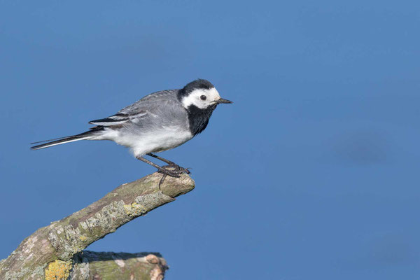 Bachstelze (Motacilla alba), Männchen