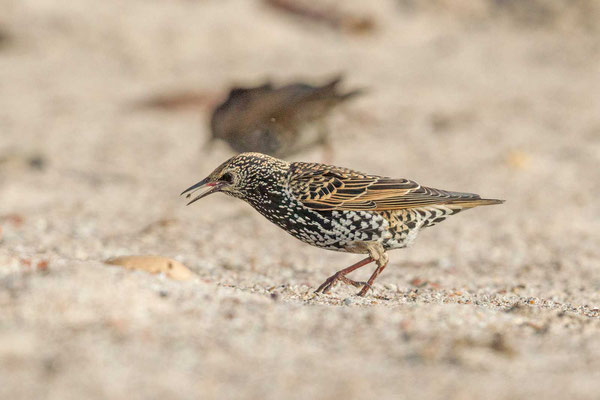 Star (Sturnus vulgaris) frisst eine Tangfliege.  