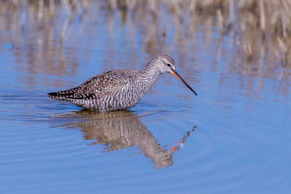 Dunkelwasserläufer (Tringa erythropus) im Überganskleid