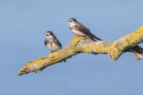 Uferschwalbe (Riparia riparia)