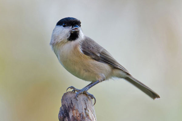 Sumpfmeise oder Nonnenmeise (Poecile palustris); Foto: Viola Wege