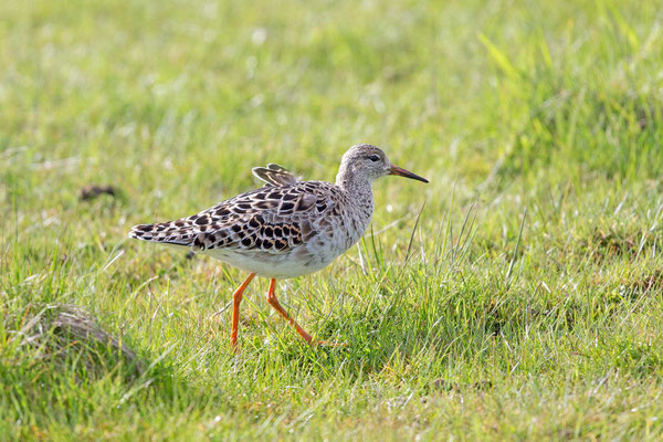 Kampfläufer (Calidris pugnax)  