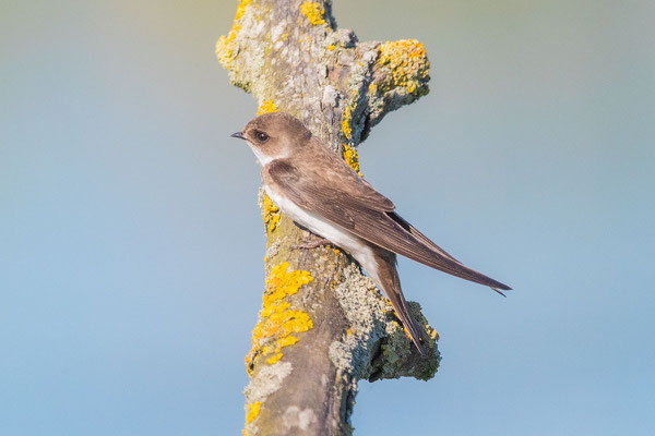 Uferschwalbe (Riparia riparia)