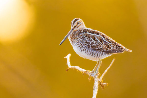 Wilsonbekassine (Gallinago delicata) auf einem Zweig. (Manitoba; Mai 2019) 