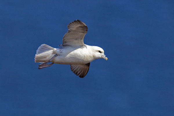 Eissturmvogel (Fulmarus glacialis) im Flug vor dem Helgoländer Lummenfelsen