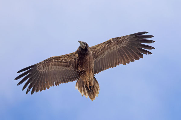 Schmutzgeier (Neophron percnopterus)