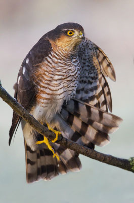 Sperber (Accipiter nisus), Männchen, Foto: Viola Wege