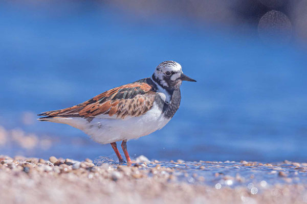 Steinwälzer (Arenaria interpres) im Prachtkleid, rastet am Lake Winnipeg in Kanada.