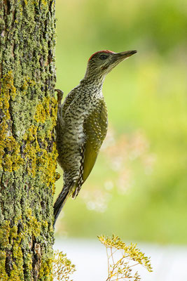 Junger männlicher Grünspecht (Picus viridis), sitzt an einem Baum