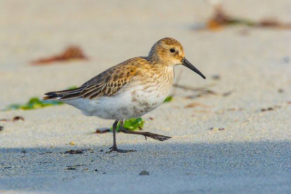 Alpenstrandläufer (Calidris alpina); Jungvogel läuft über den Strand. 