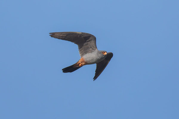 Männlicher Rotfußfalke (Falco vespertinus) Flugbild